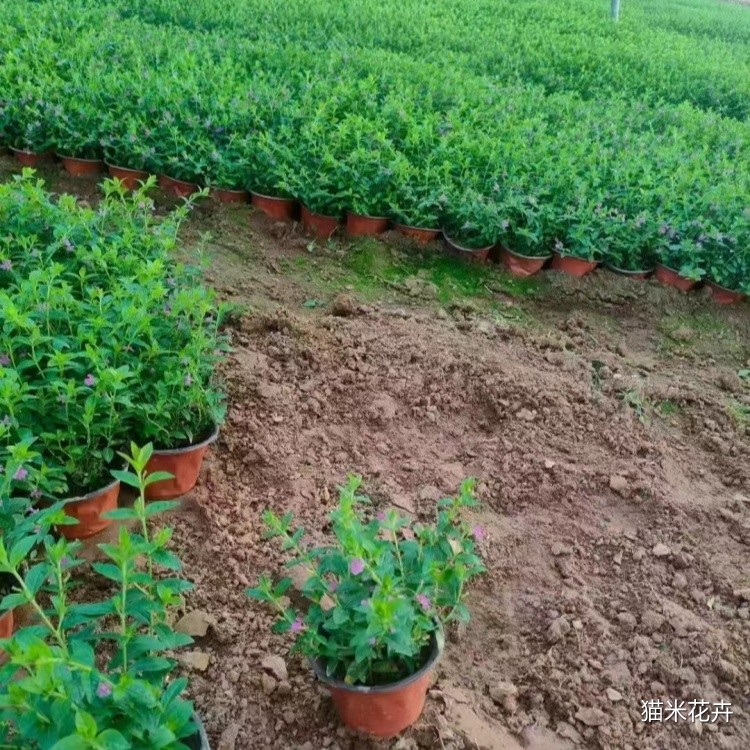 微信图片_20250104114910.jpg