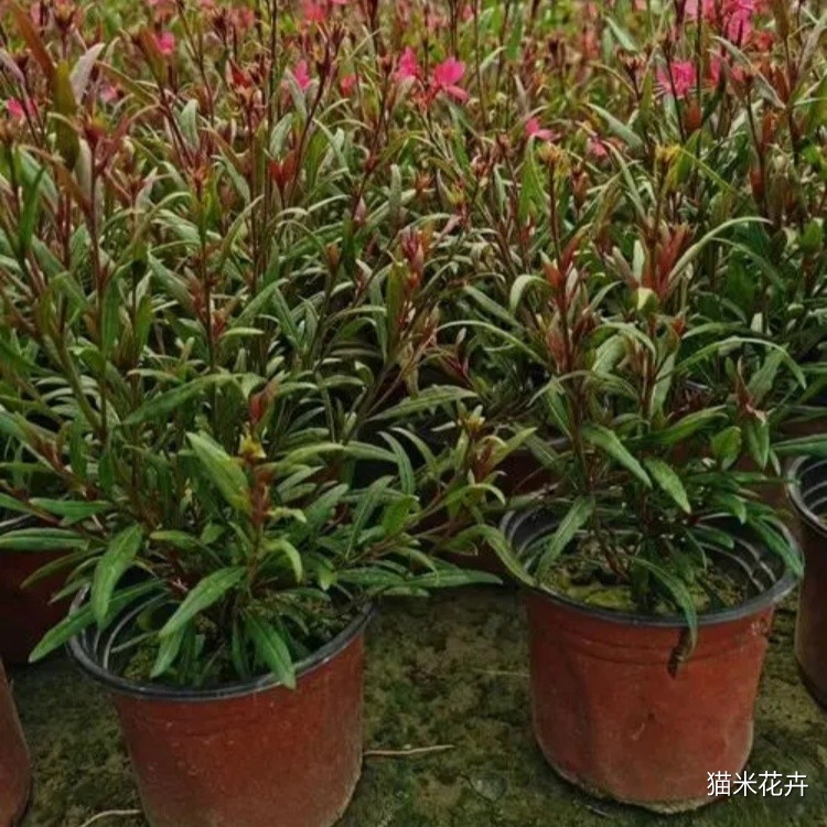 千鸟花 (1).jpg