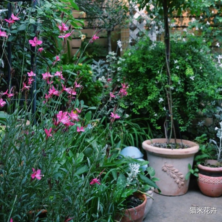 千鸟花 (14).jpg