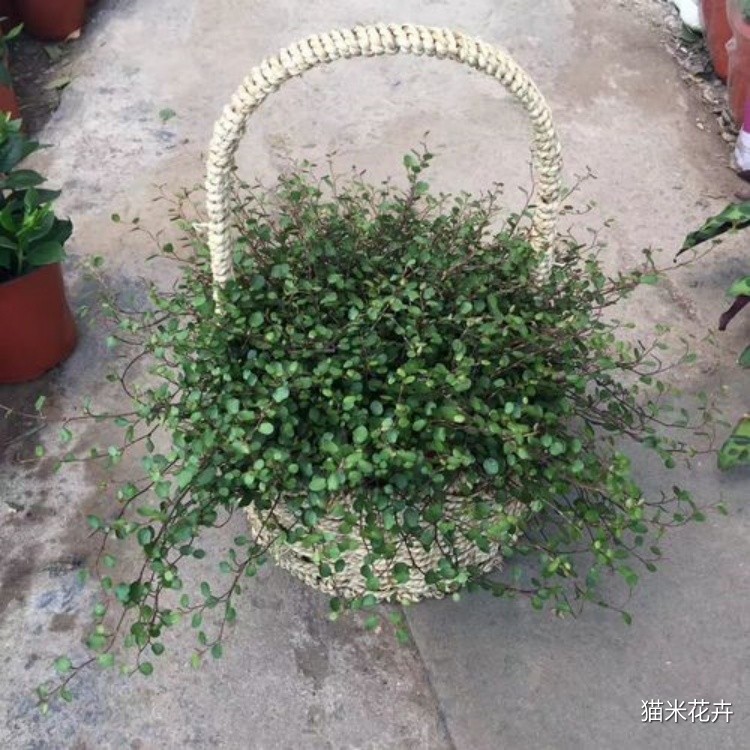 千叶兰  (4).jpg