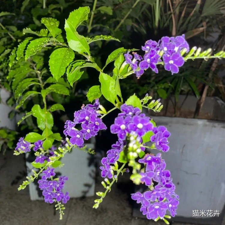 巧克力 金露 (2).jpg