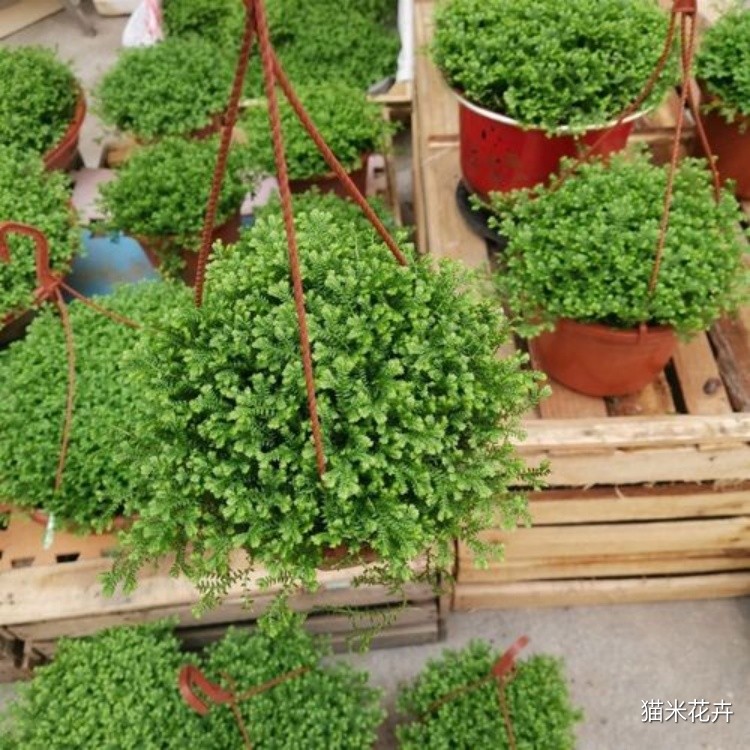 青龙草 (1).jpg