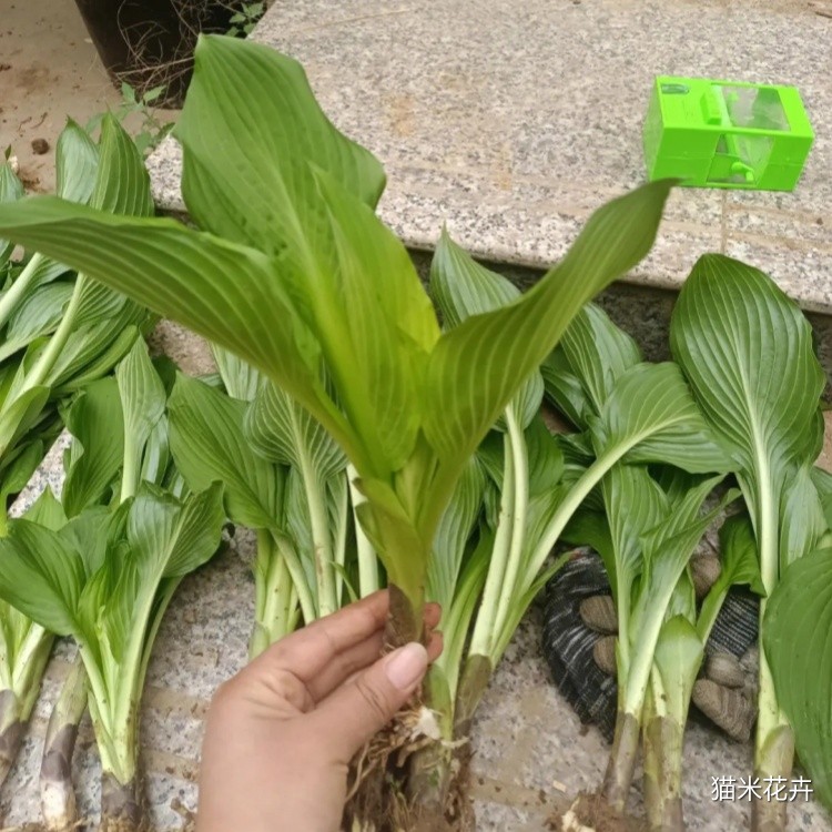 青叶玉簪 (8).jpg