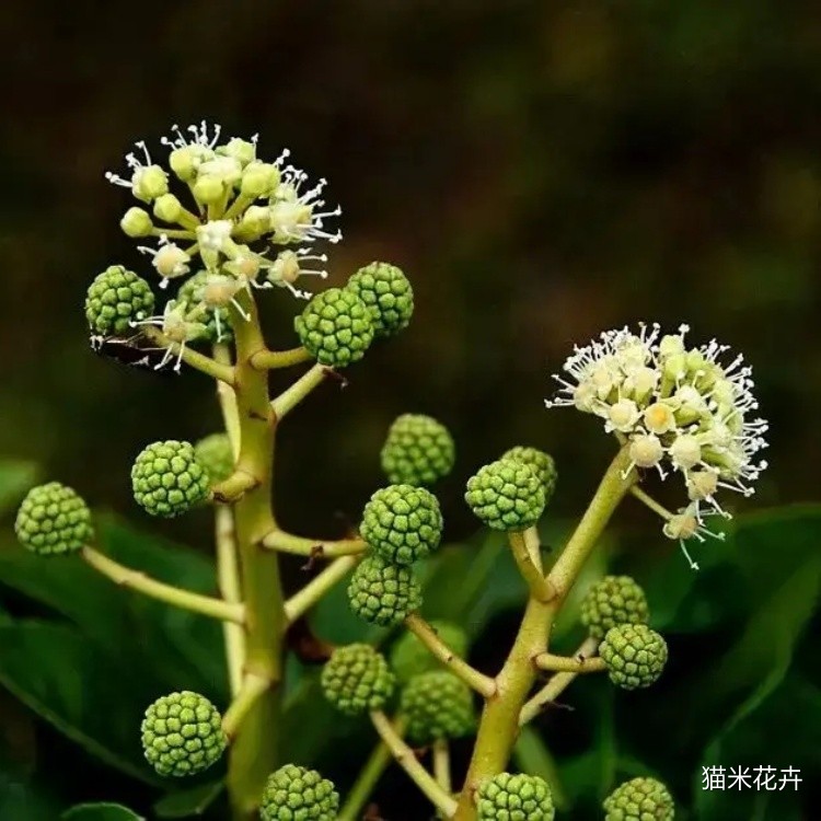 通脱木 (3).jpg