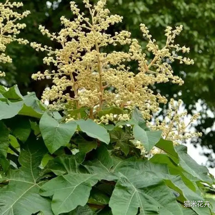 通脱木 (11).jpg