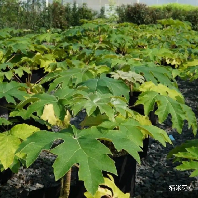 通脱木 (10).jpg