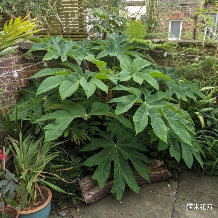 通脱木 (4).jpg