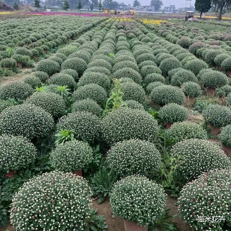 球菊 (4).jpg