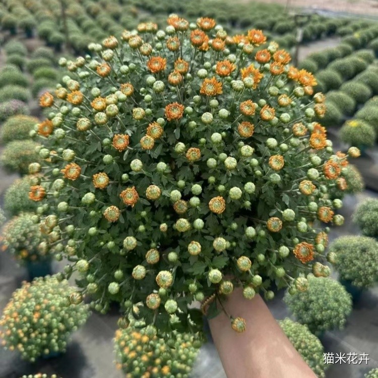 球菊 (13).jpg