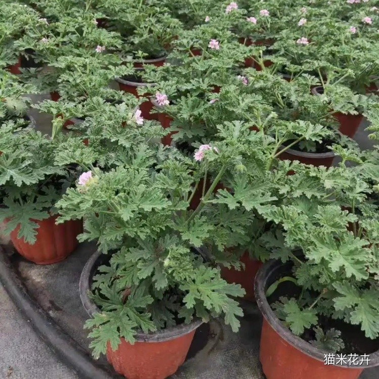 驱蚊草 (1).jpg