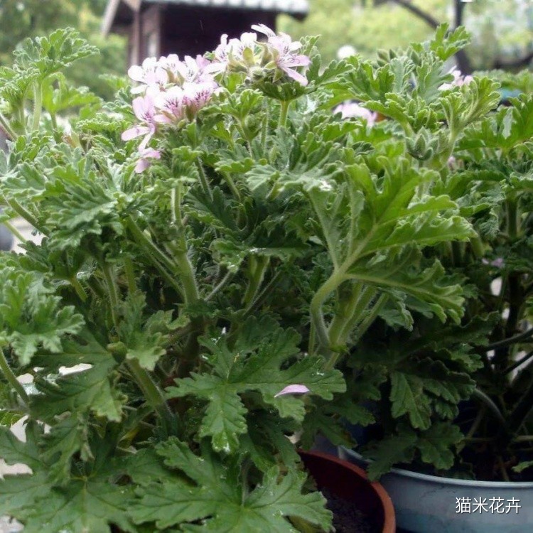驱蚊草 (9).jpg