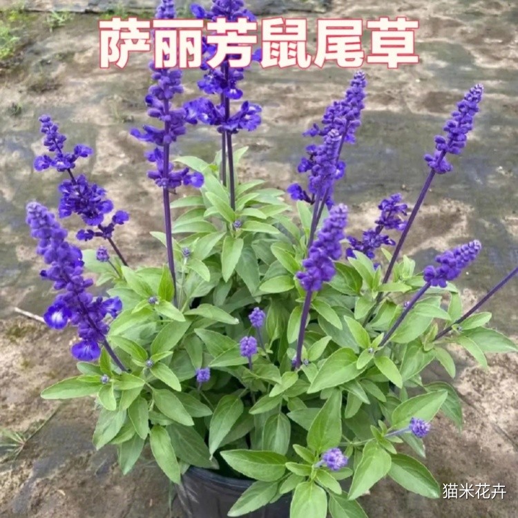 萨利芳鼠尾草 (5).jpg