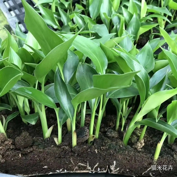 天堂鸟