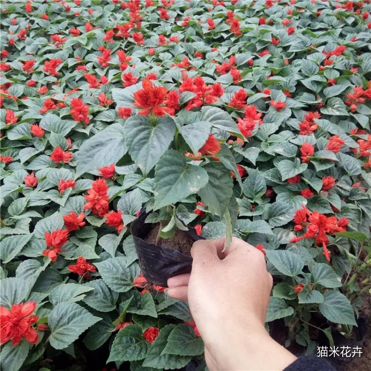 一串红 (8).jpg