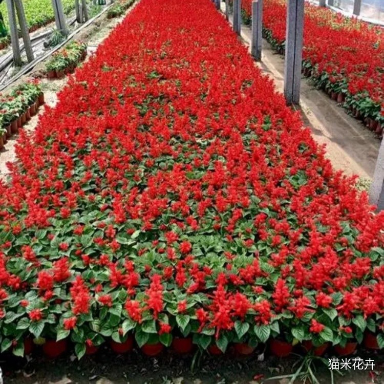 一串红 (3).jpg