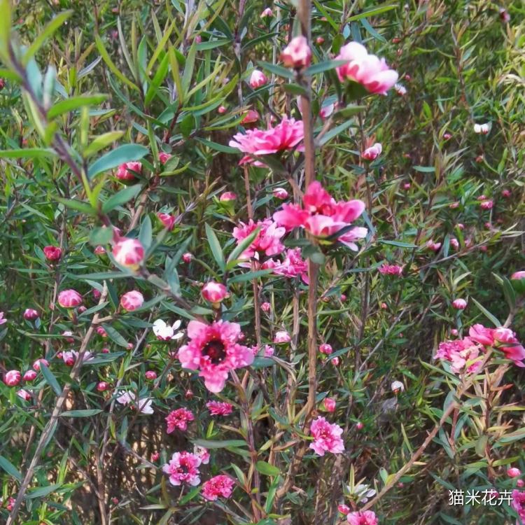 松红梅 (4).png