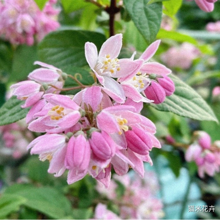 溲疏草莓田 (3).jpg