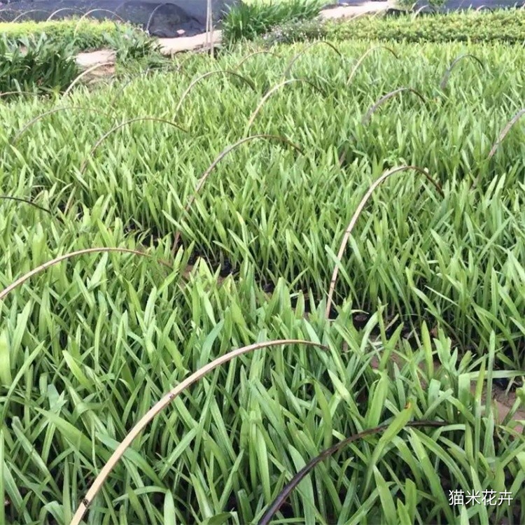 朱顶红 (12).jpg