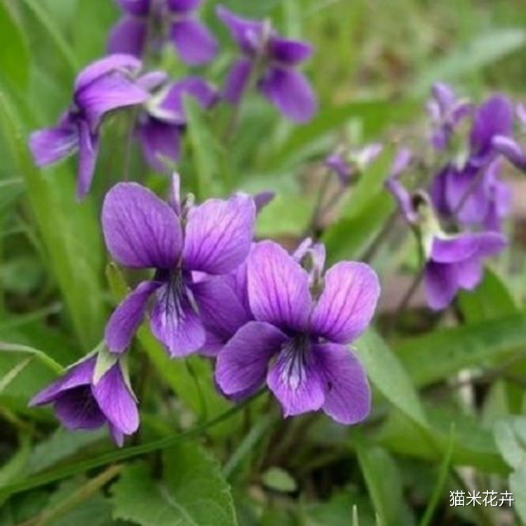 紫花地丁 (5).jpg