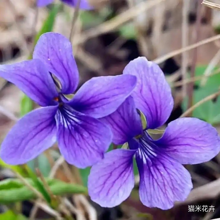 紫花地丁