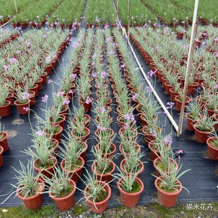 紫娇花 (2).jpg