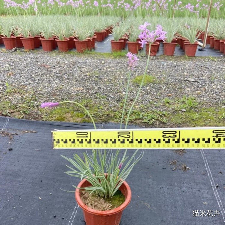 紫娇花 (7).jpg