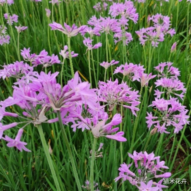 紫娇花