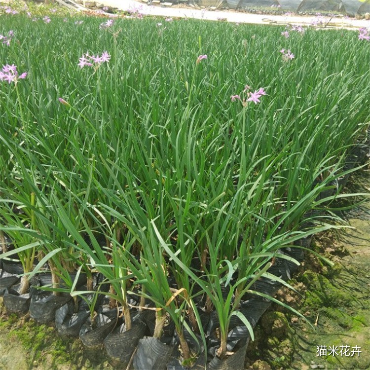 河马生态 (1).jpg