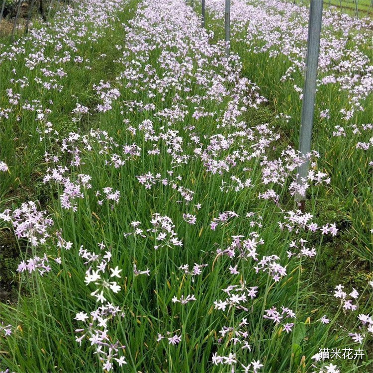 河马生态 (2).jpg
