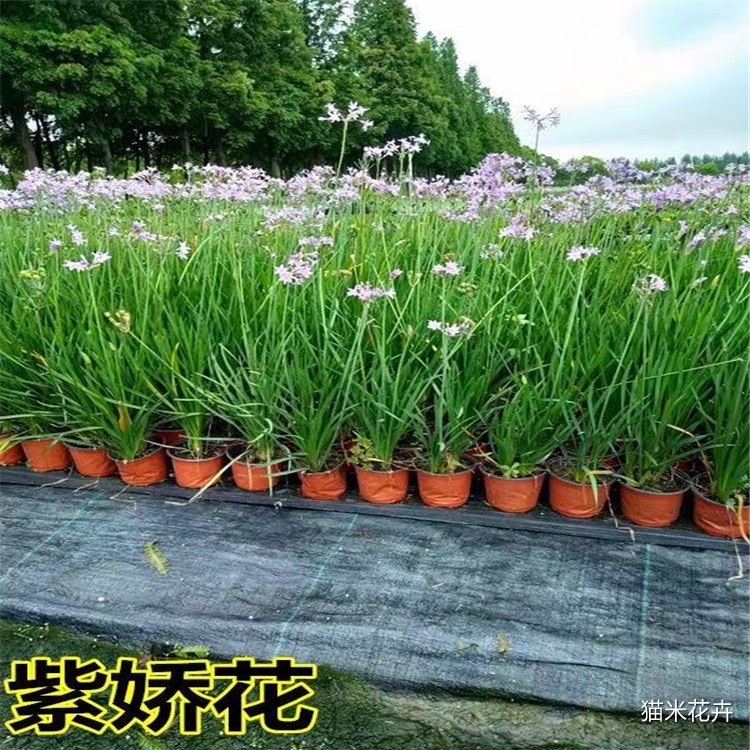 河马生态 (5).jpg