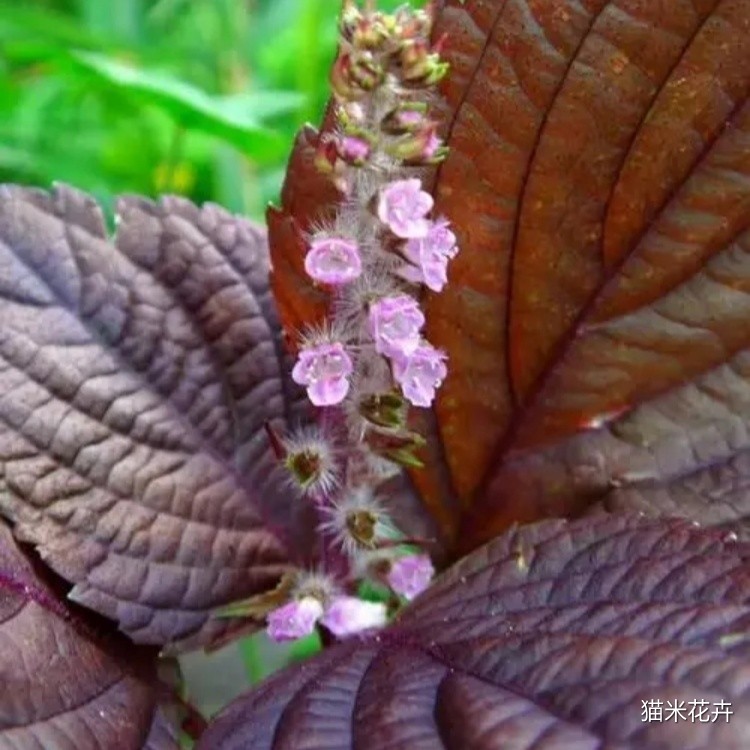 微信图片_20240308152702.jpg