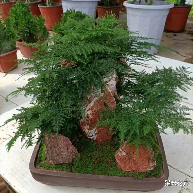 文竹 (5).jpg