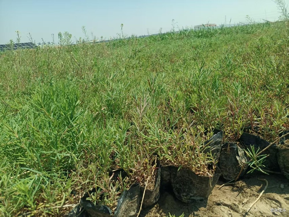 mmexport1748517816053.jpg