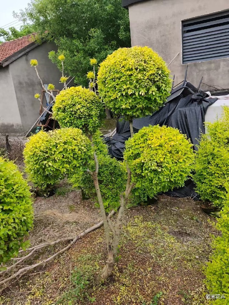 mmexport1750382255391.jpg
