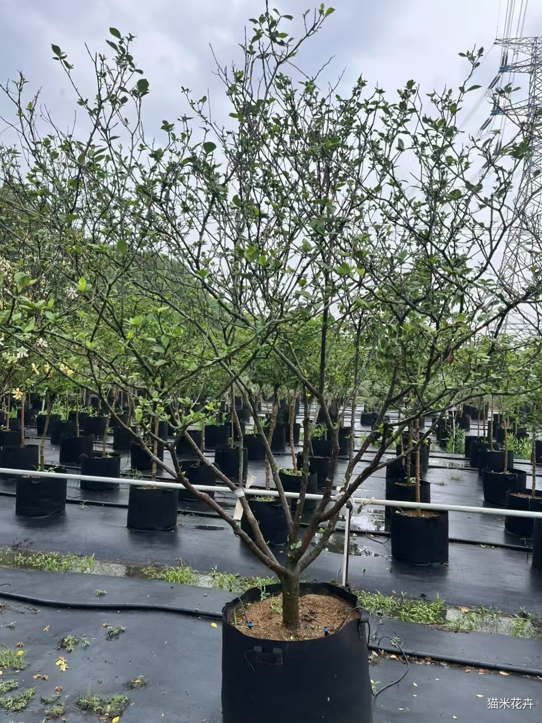 mmexport1750645323183.jpg