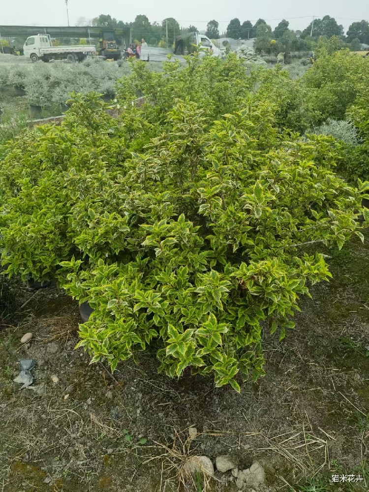 mmexport1750519369835.jpg